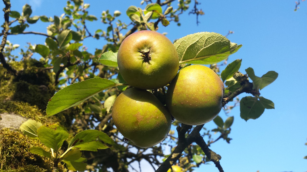 Image - apple garden apple tree autumn