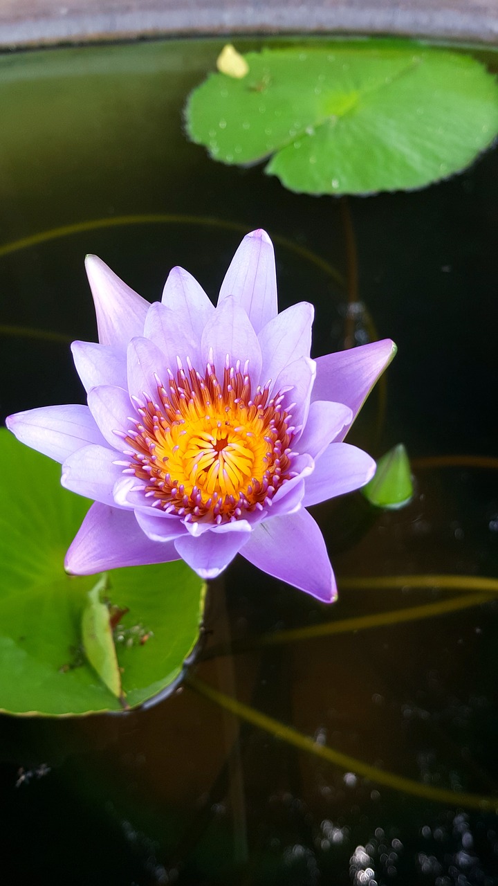 Image - purple lotus plant petal water