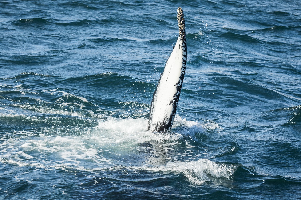 Image - whale iceland nature marine