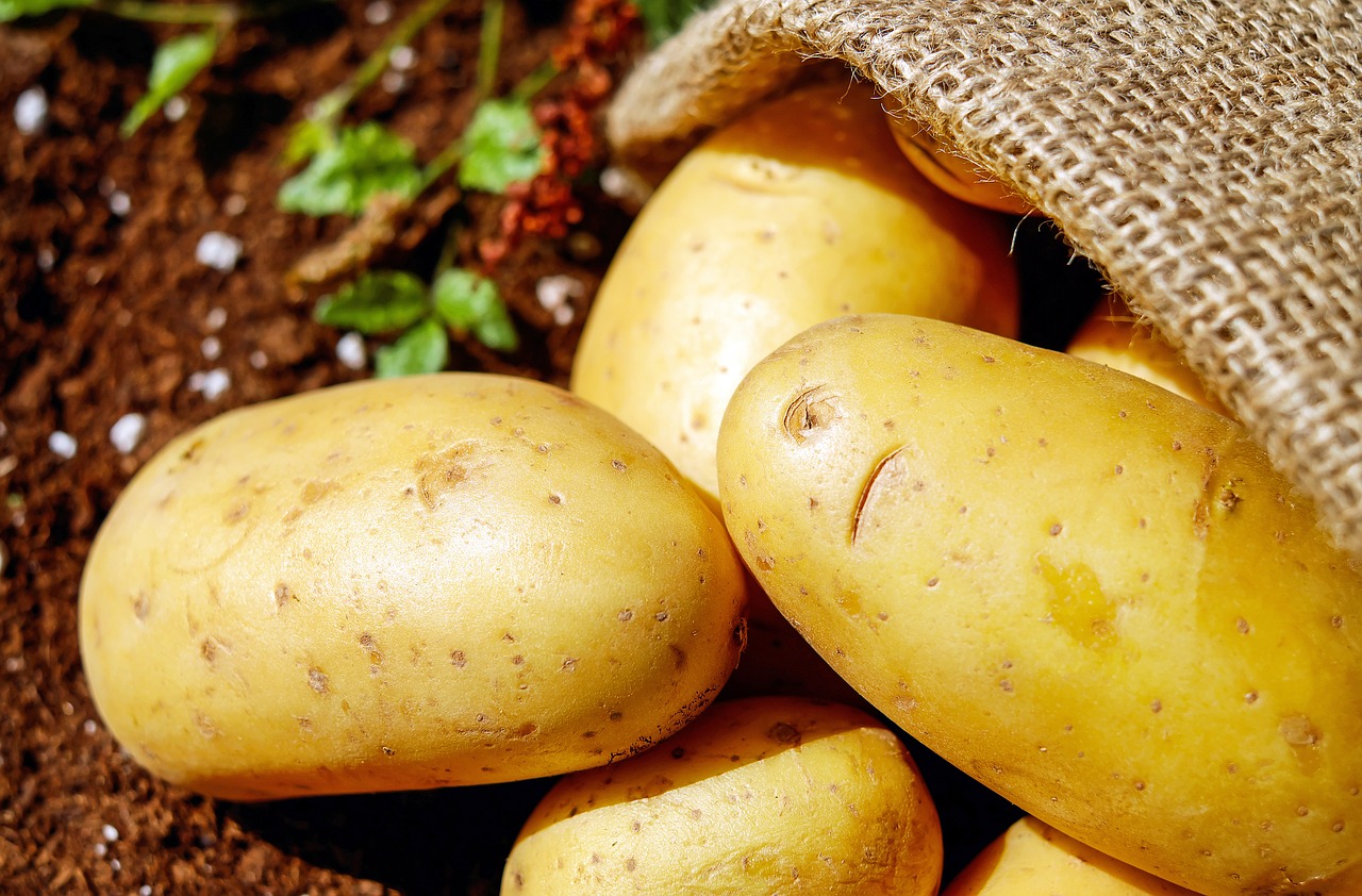 Image - potatoes vegetables erdfrucht bio