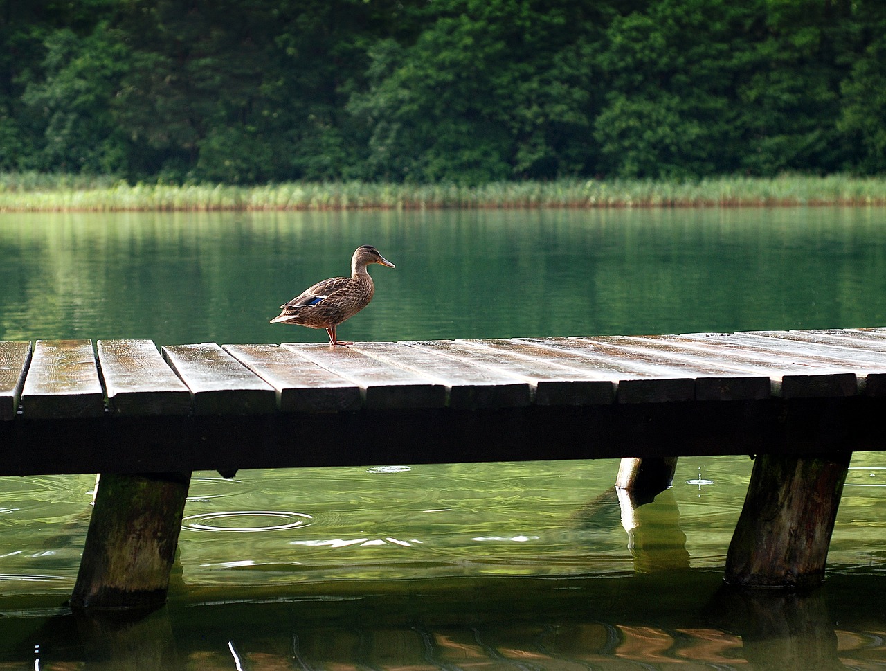 Image - duck the wild duck lake bridge