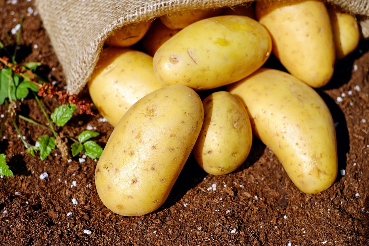 Image - potatoes vegetables erdfrucht bio