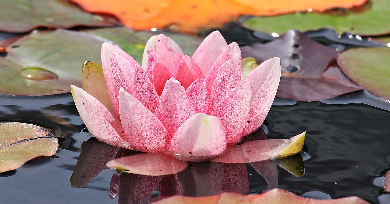 Image - water lily nuphar lutea