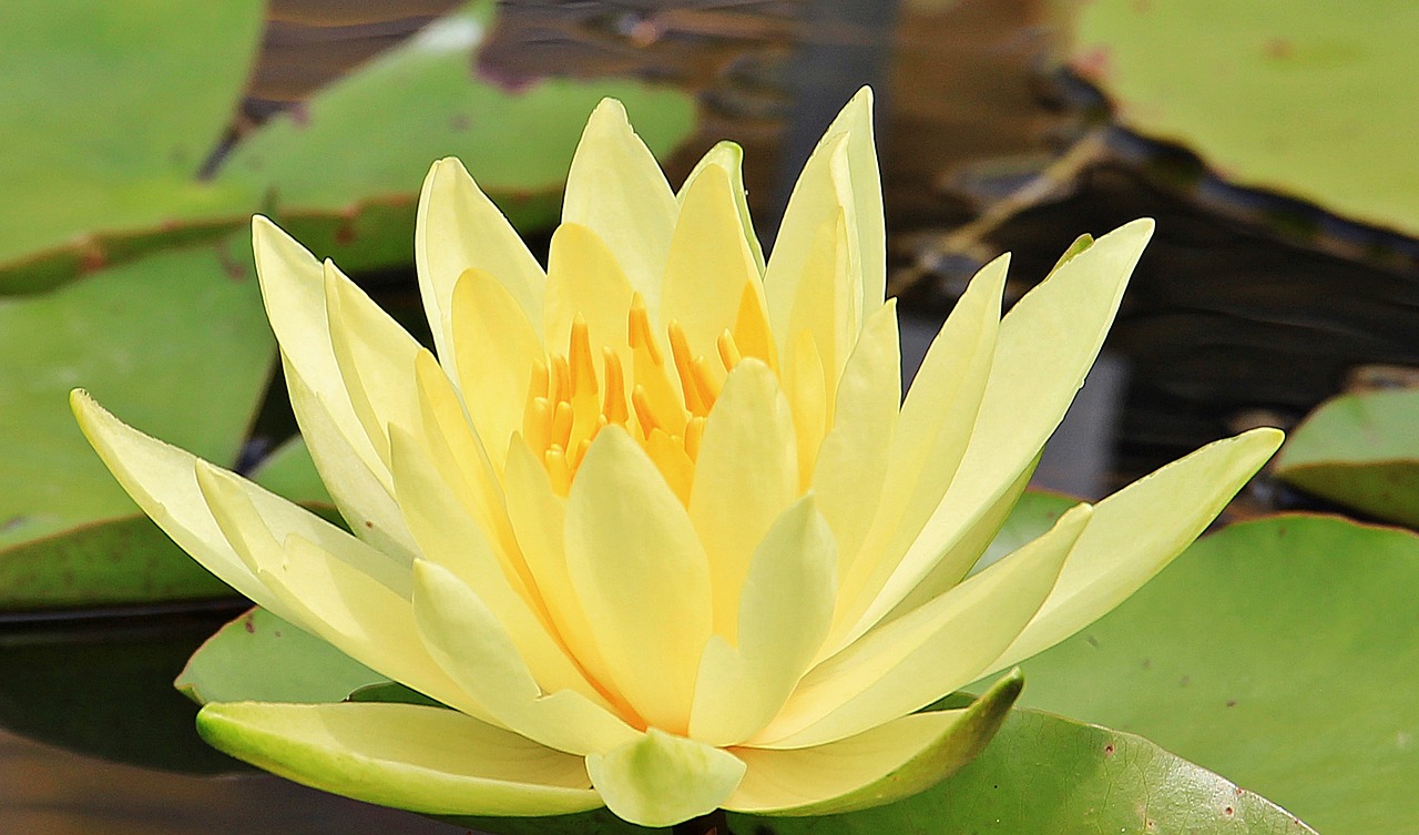 Image - water lily nuphar lutea