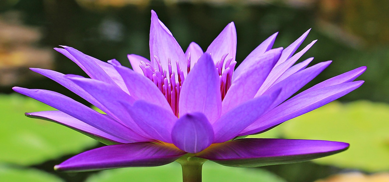 Image - water lily nuphar lutea