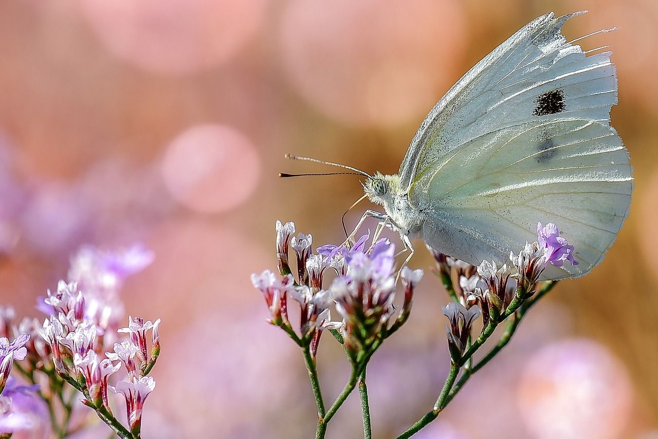 Image - nature insect butterfly macro