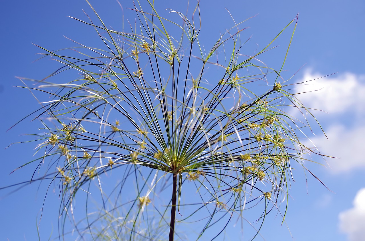 Image - papyrus flower plant sedges