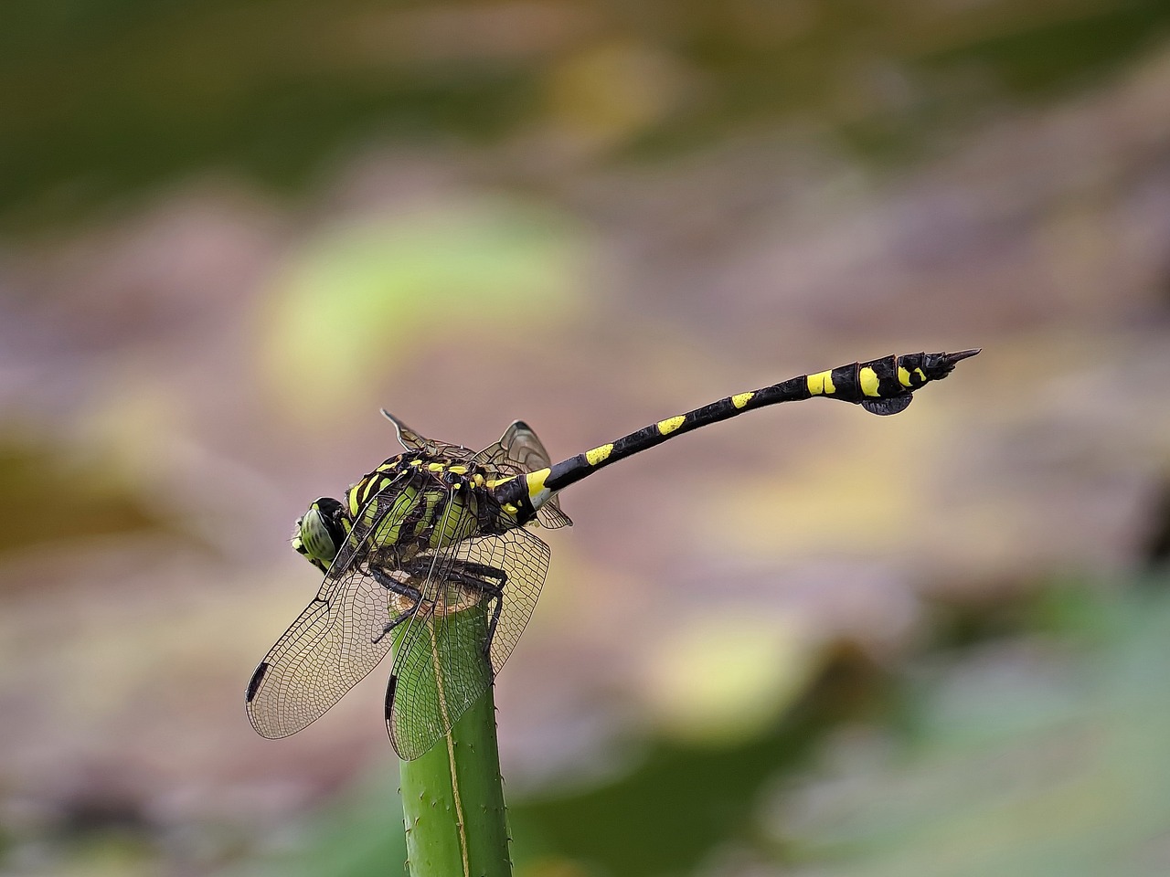 Image - flower dragonfly insect properties