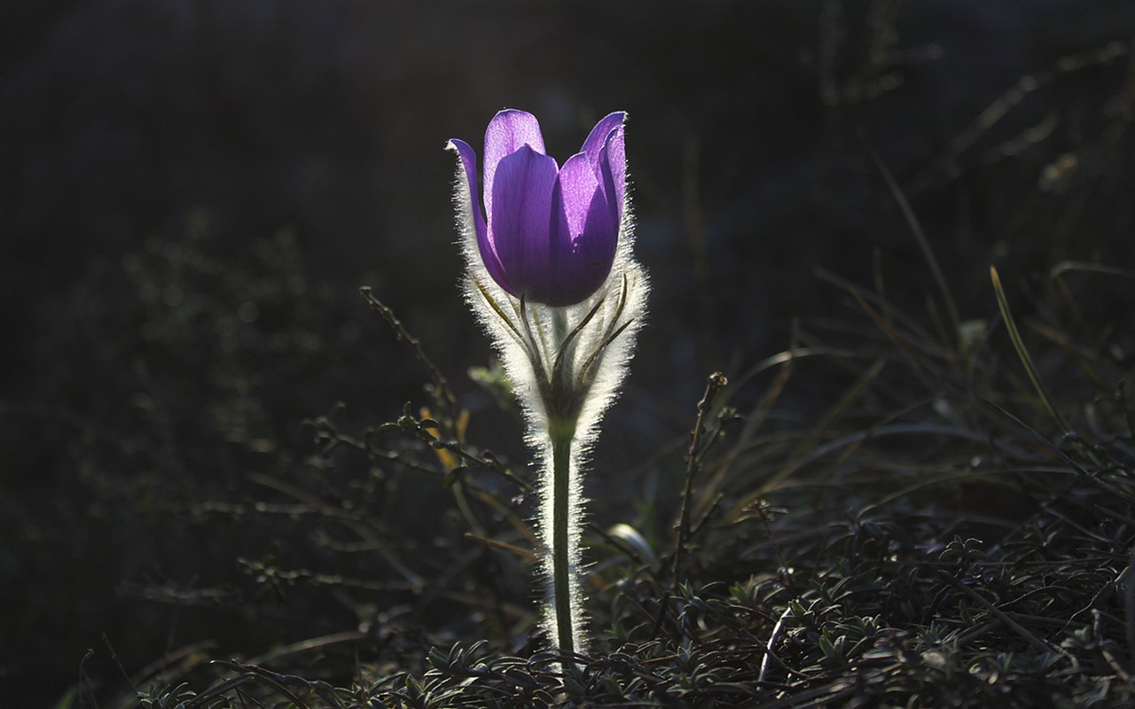 Image - pasqueflower flower pasque flower