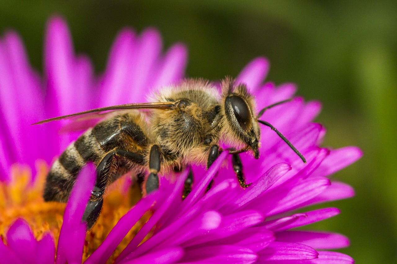 Image - bee macro insect blossom bloom