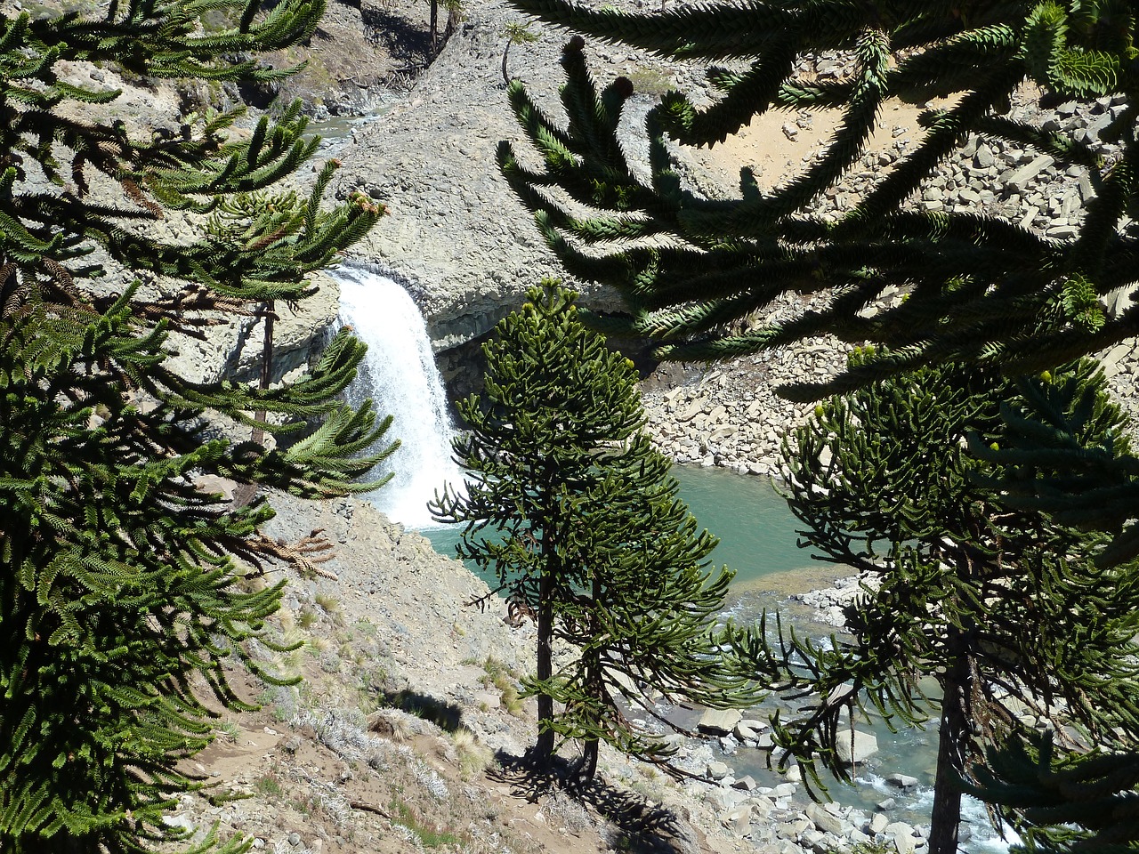 Image - araucaria araucana waterfall hidden