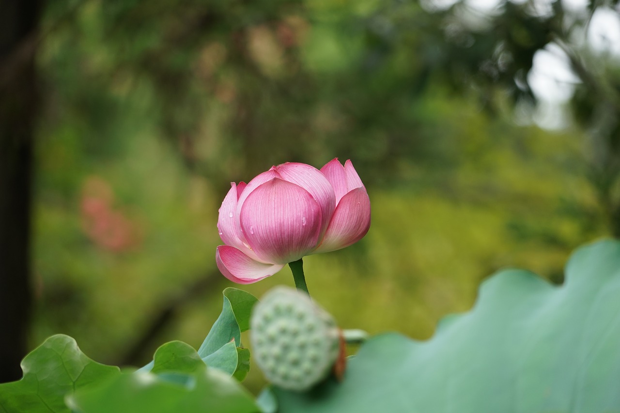 Image - lotus toshodaiji in the early summer