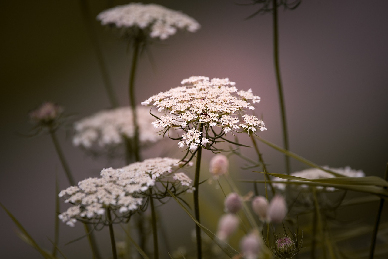 Image - wild carrot flowers white plant