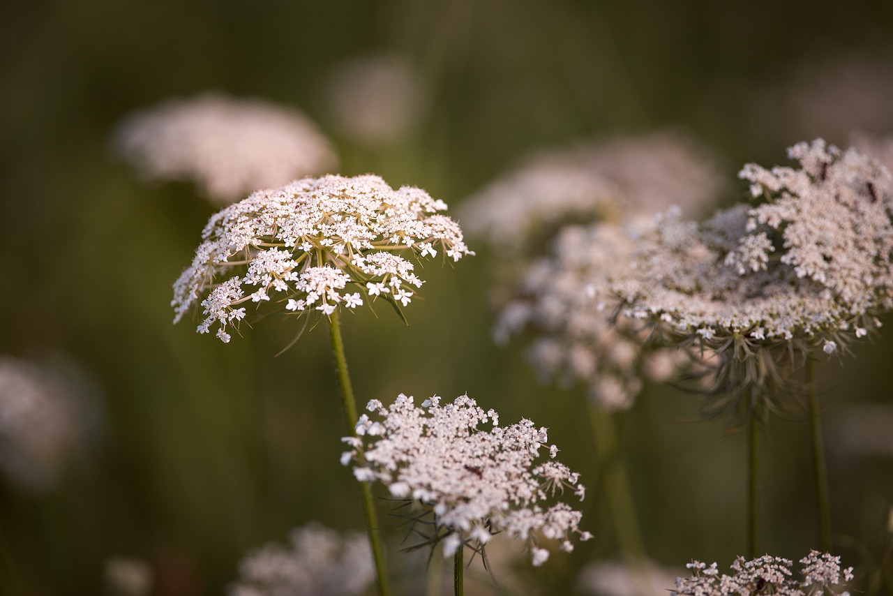 Image - wild carrot flowers white plant