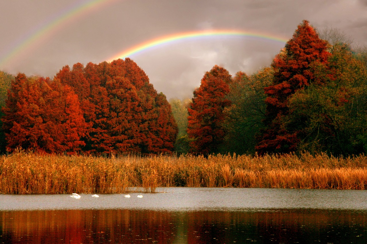 Image - lake rainbow trees red swans