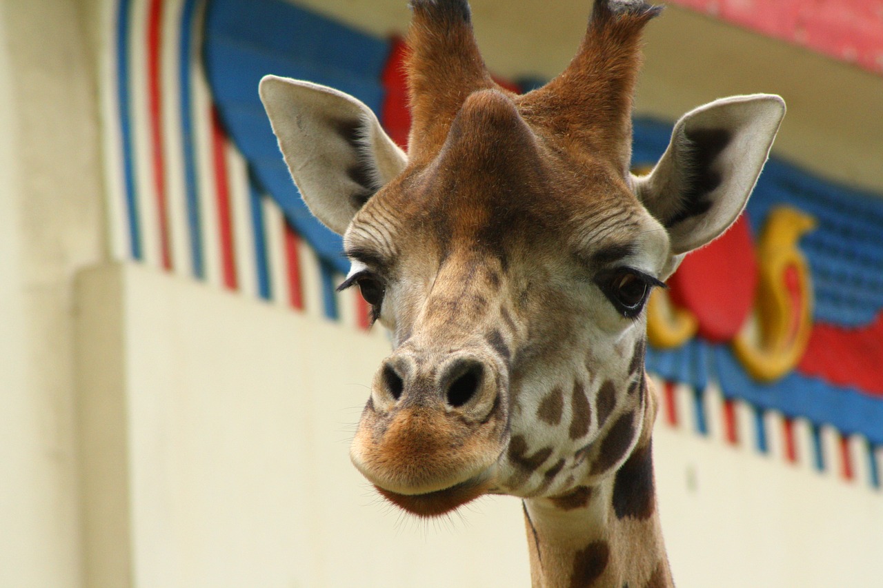 Image - giraffe animal zoo antwerp zoo