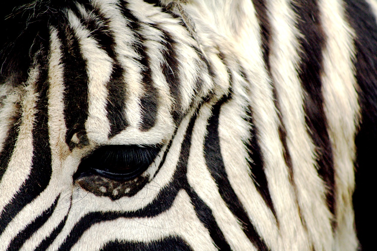 Image - zebra zoo antwerpen striped