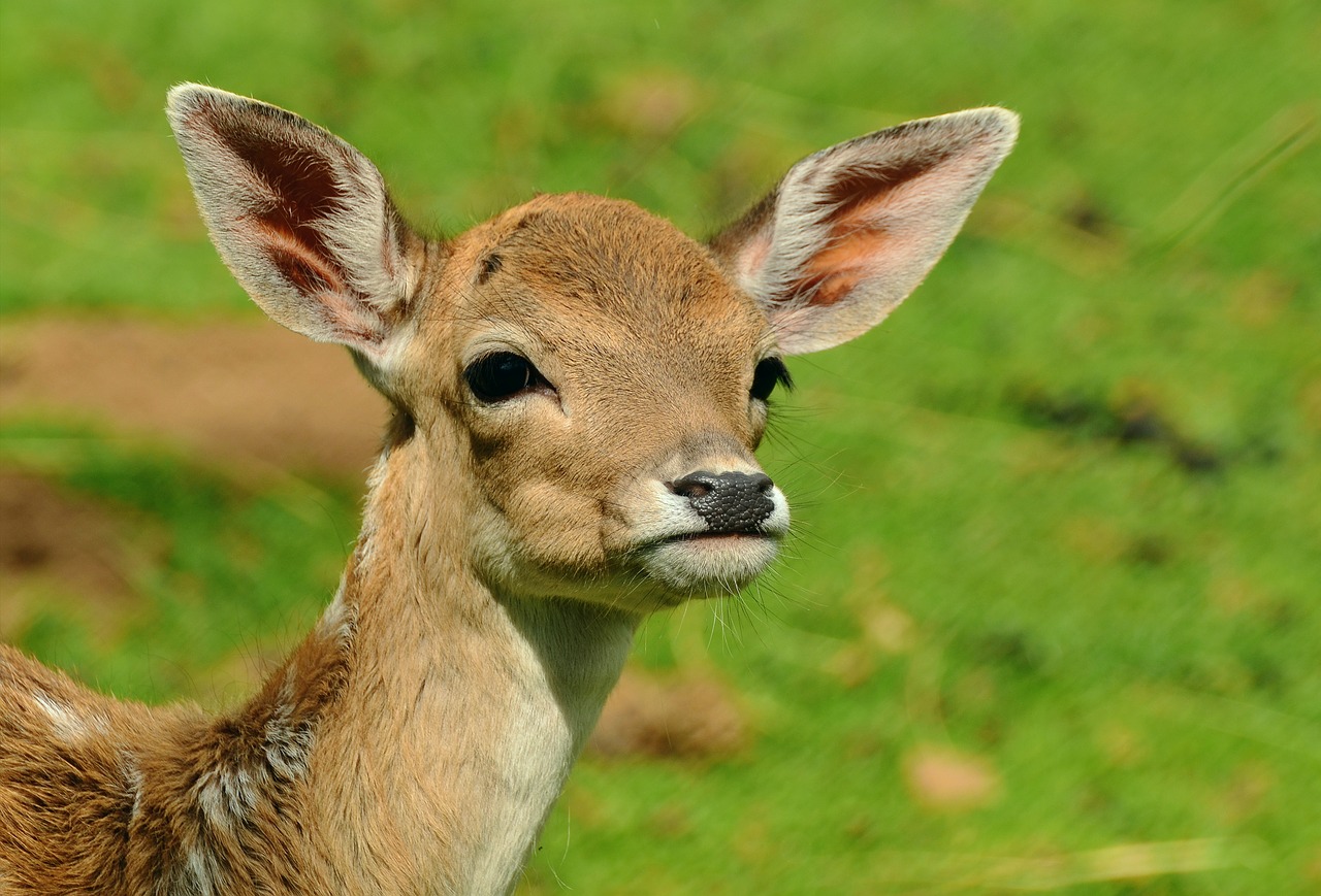 Image - roe deer fawn kitz young deer wild