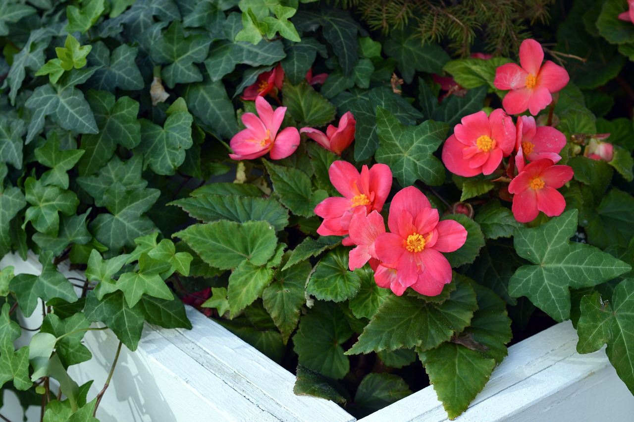 Image - begonia tuber begonia pink