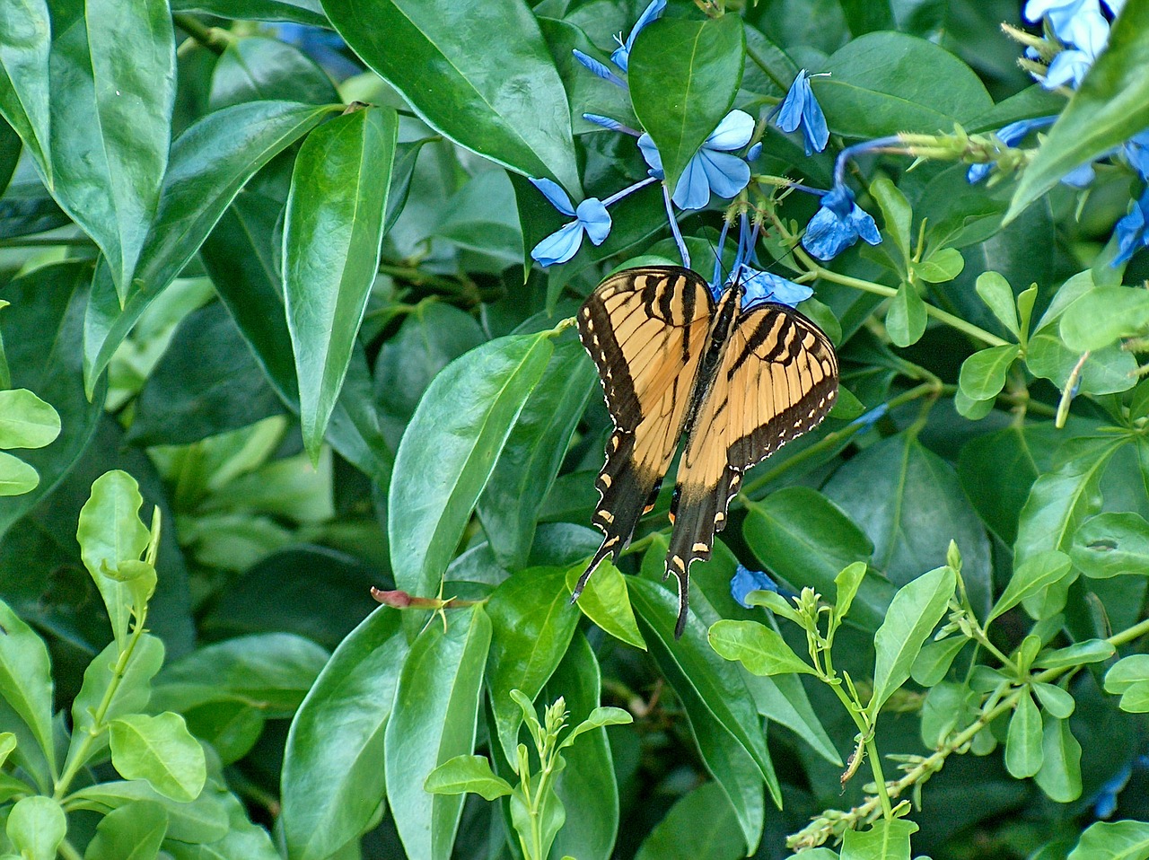 Image - butterfly monarch