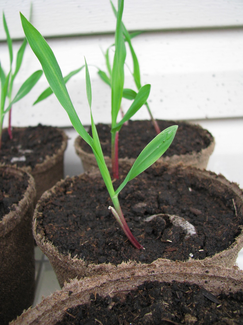 Image - seedlings plant growth new life