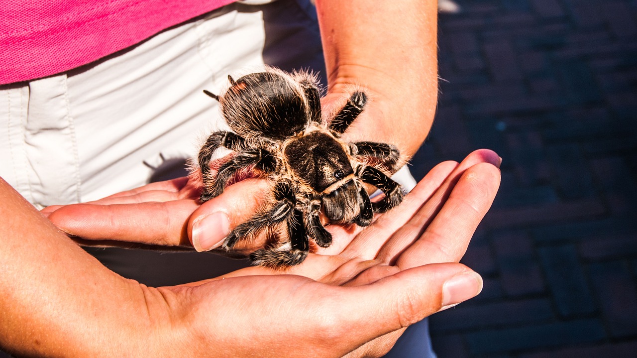 Image - tarantula wolhaarspin animal zoo