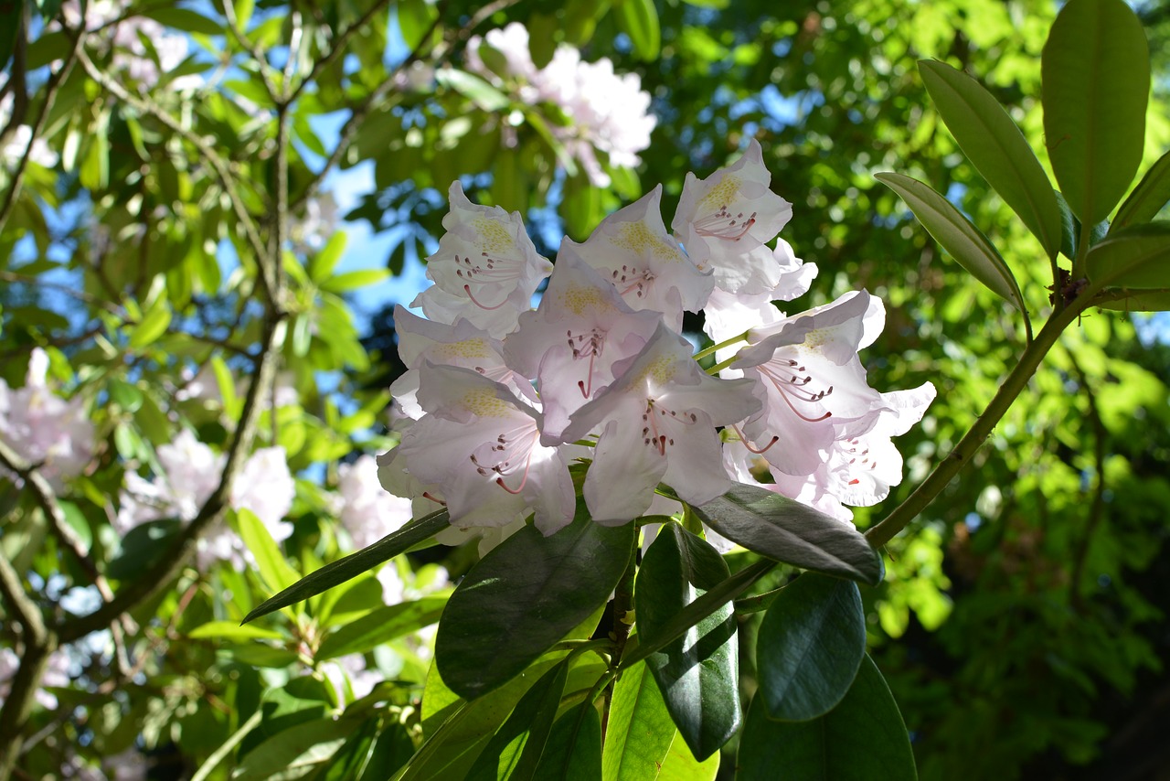 Image - flowers tree bloom park azalia
