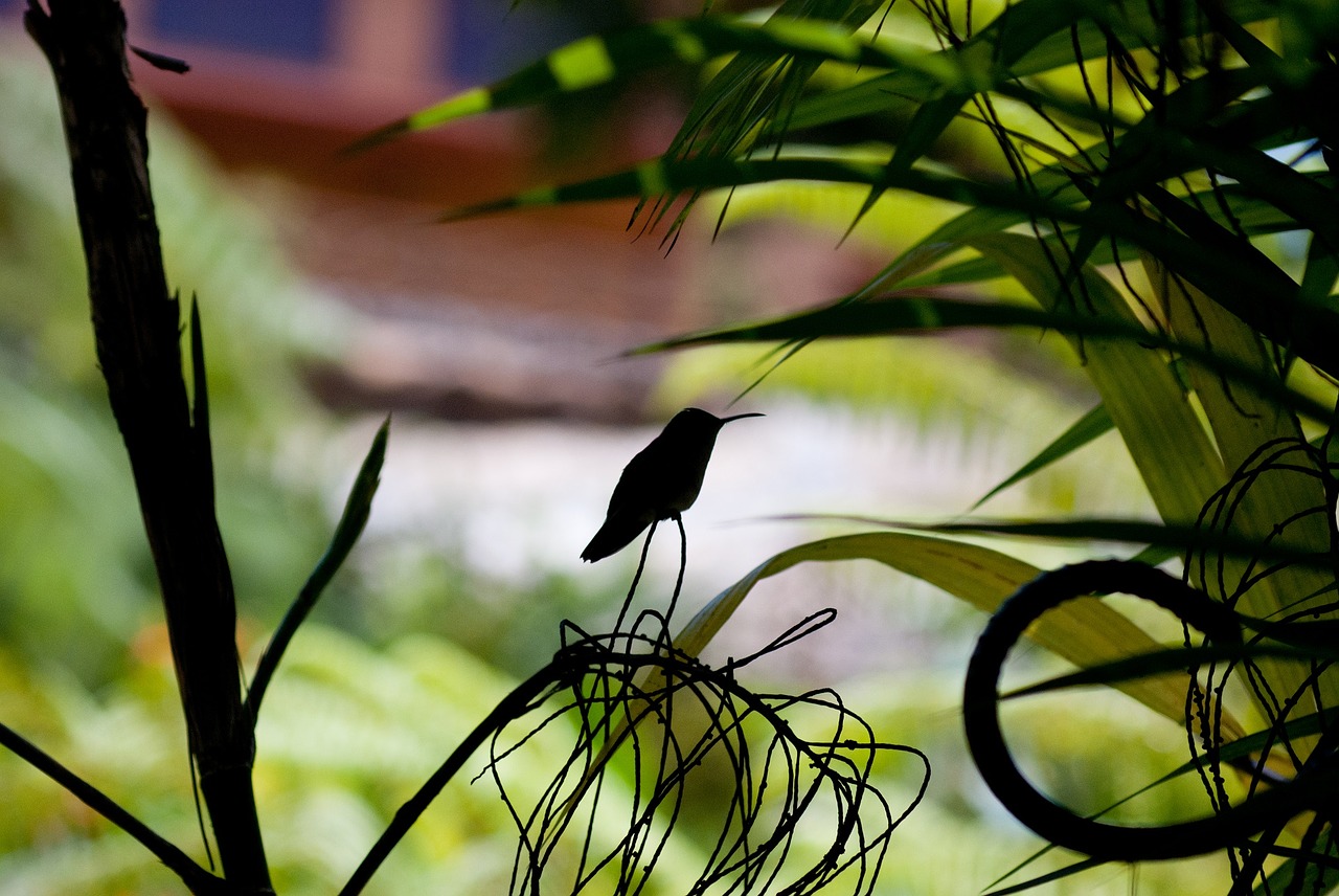 Image - hummingbird silhouette perched