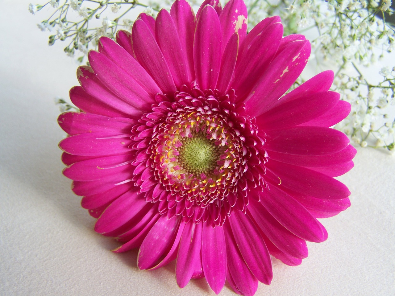 Image - gerbera cut flower pink