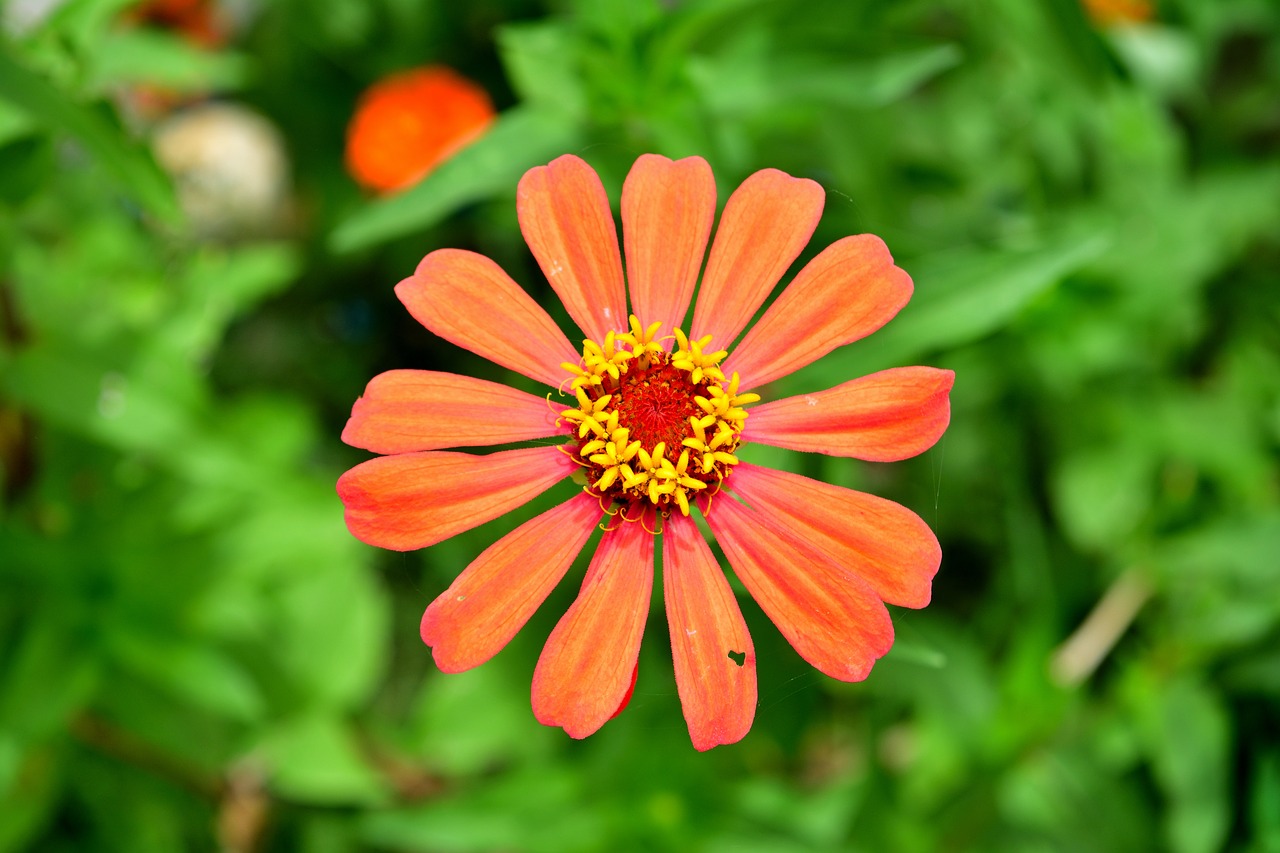 Image - flowers orange flower zinnia pink