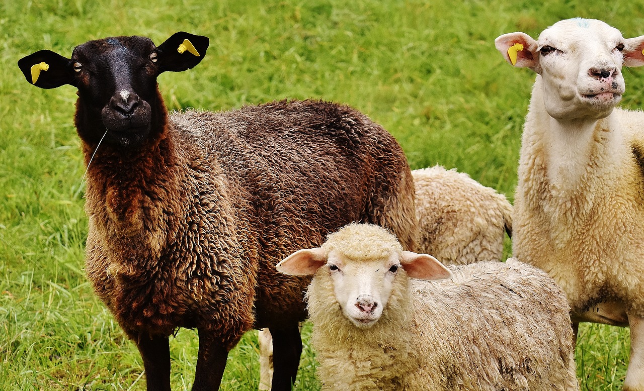 Image - sheep animal meadow wool graze