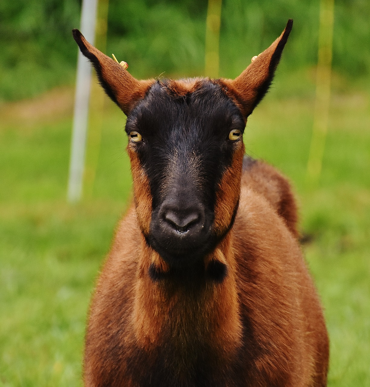 Image - goat animal meadow wool graze