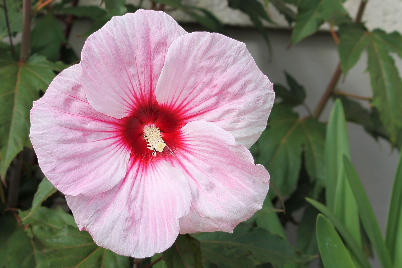 Image - hibiscus giant hibiscus pink