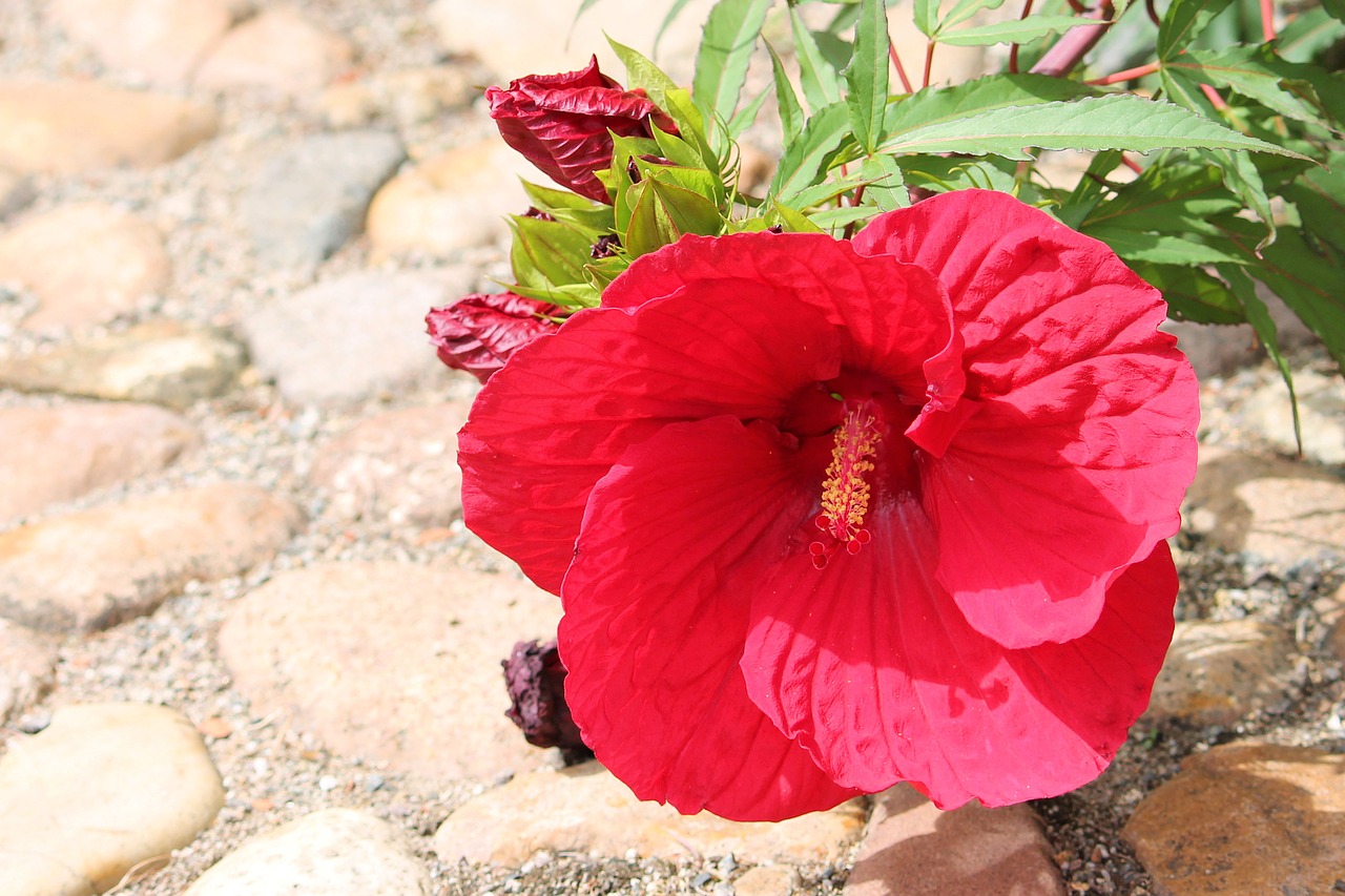Image - hibiscus giant hibiscus red blossom