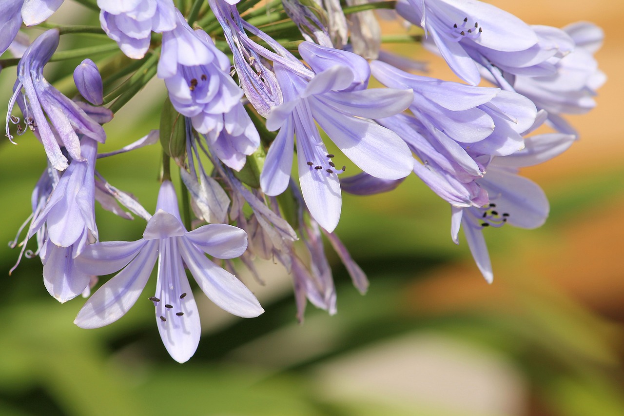 Image - glory lily lily family flower
