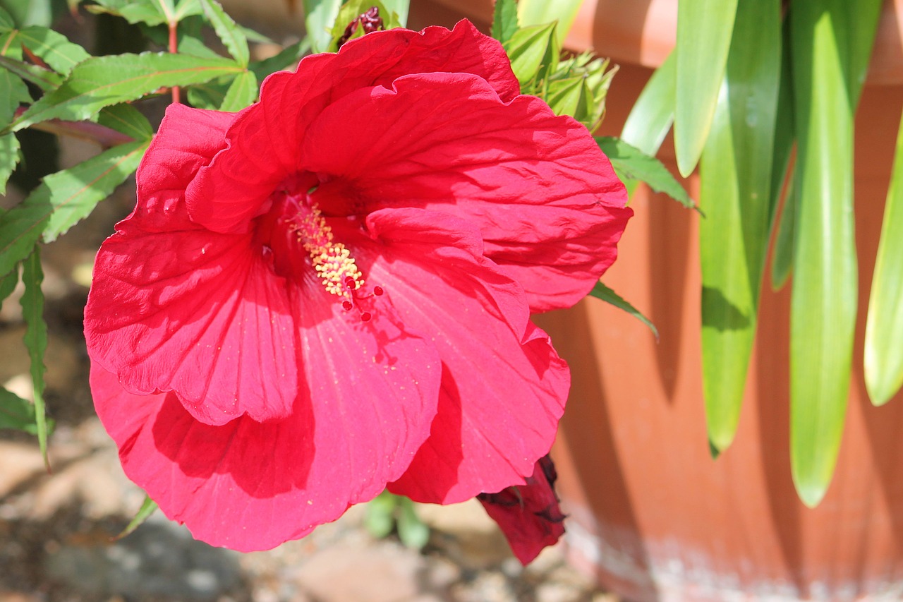 Image - hibiscus giant hibiscus pink