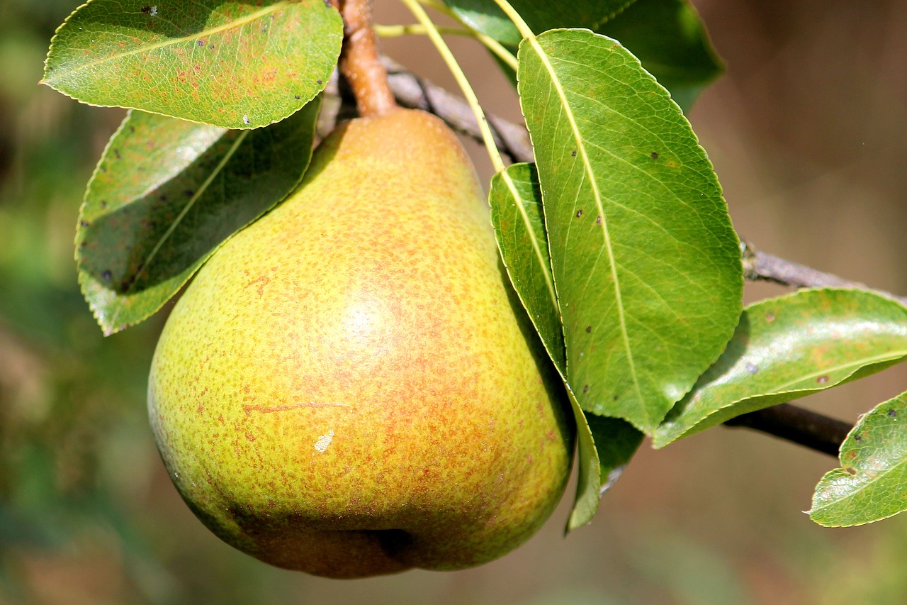 Image - pear leaves fruit delicious branch