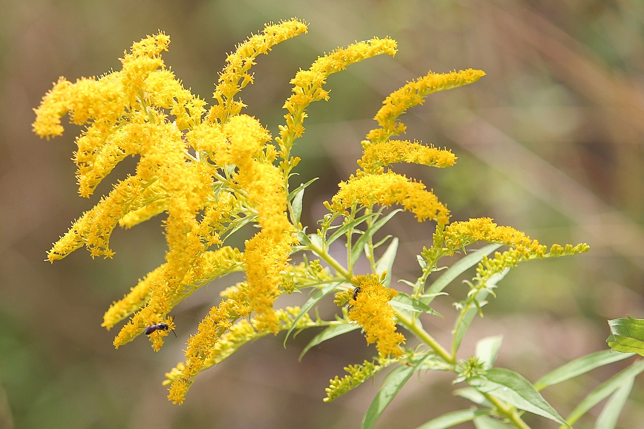 Image - golden rod plant yellow late summer