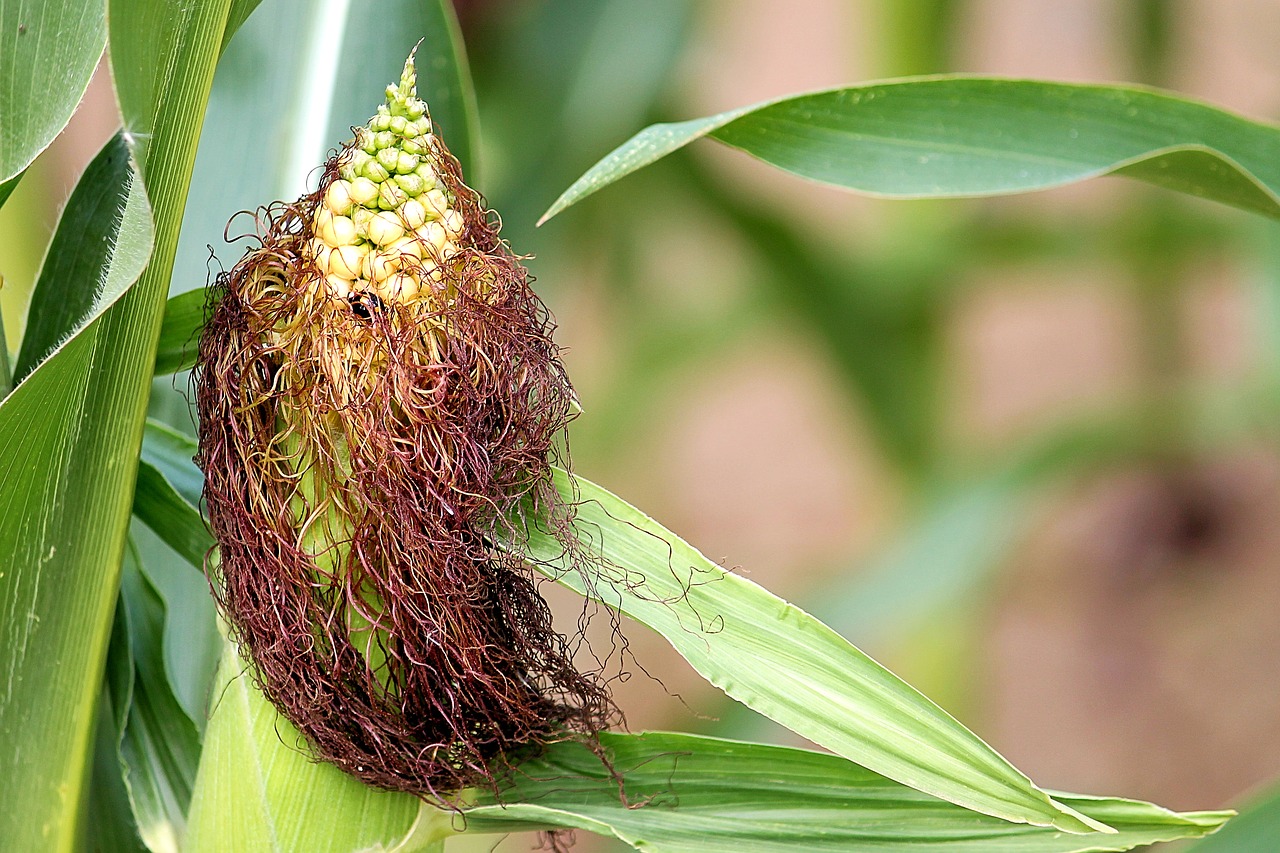 Image - corn corn hair corn on the cob hair