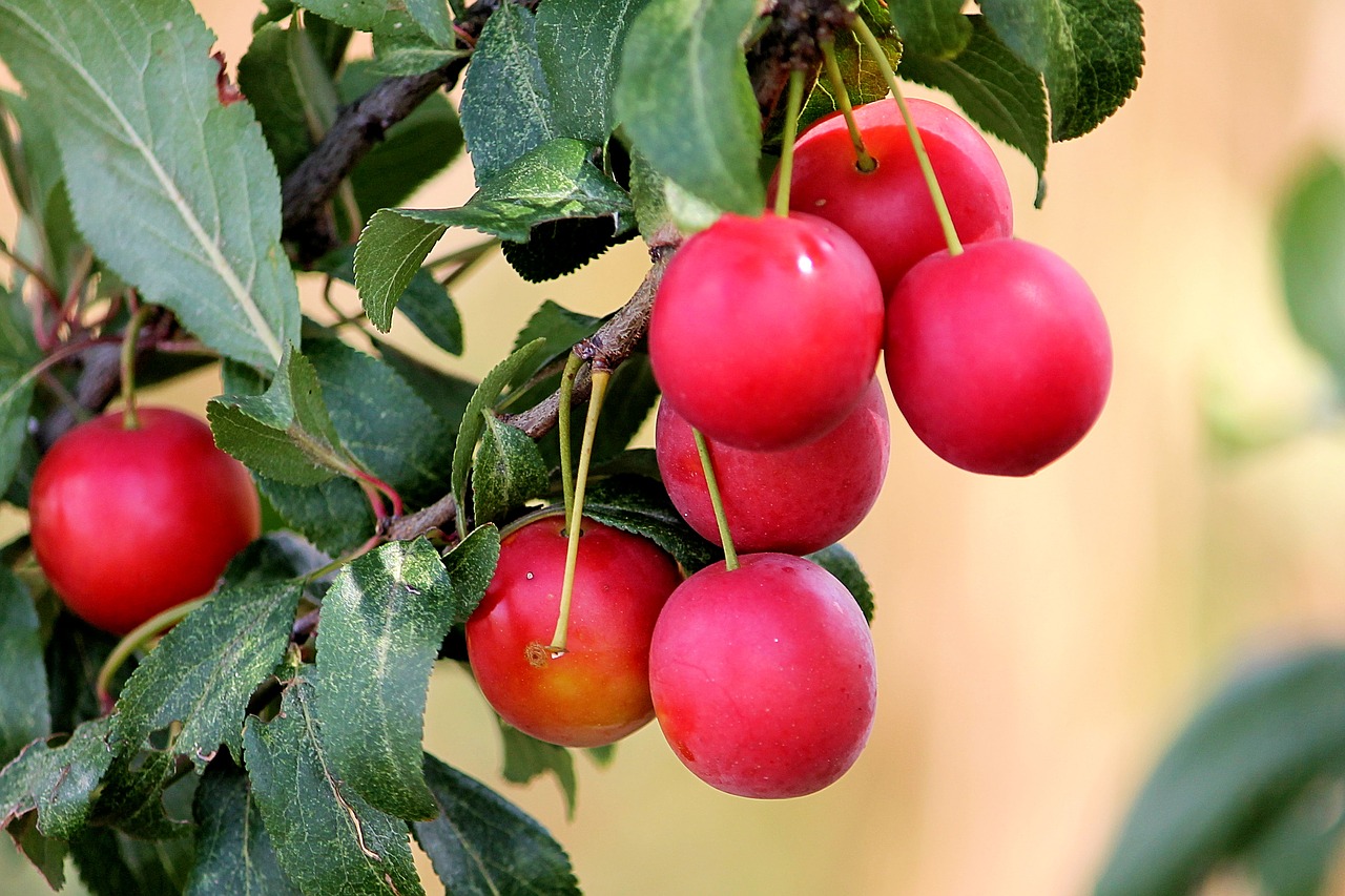 Image - cherry plum red plums fruit