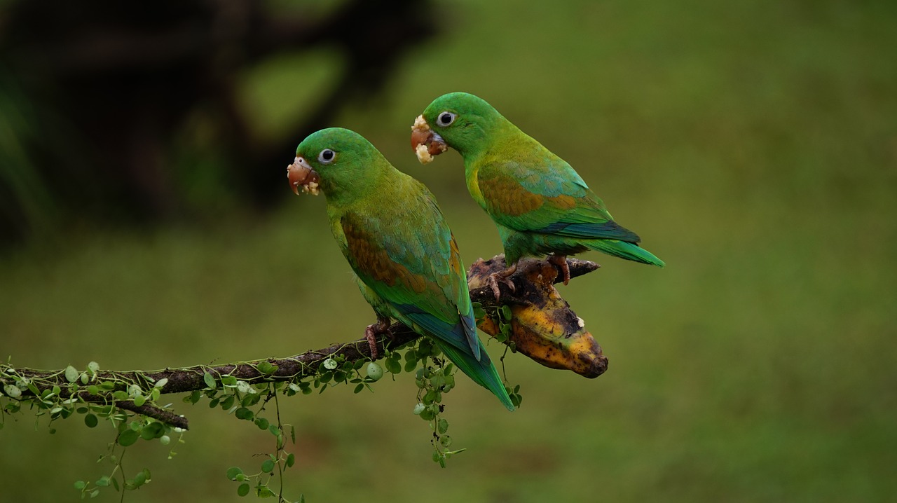 Image - orange chinned parrots costa rica