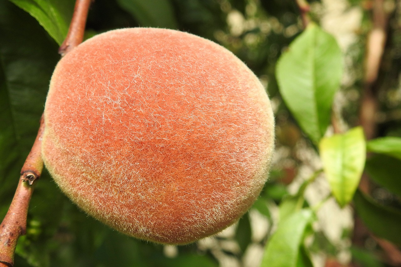 Image - peach peach tree fruit eat