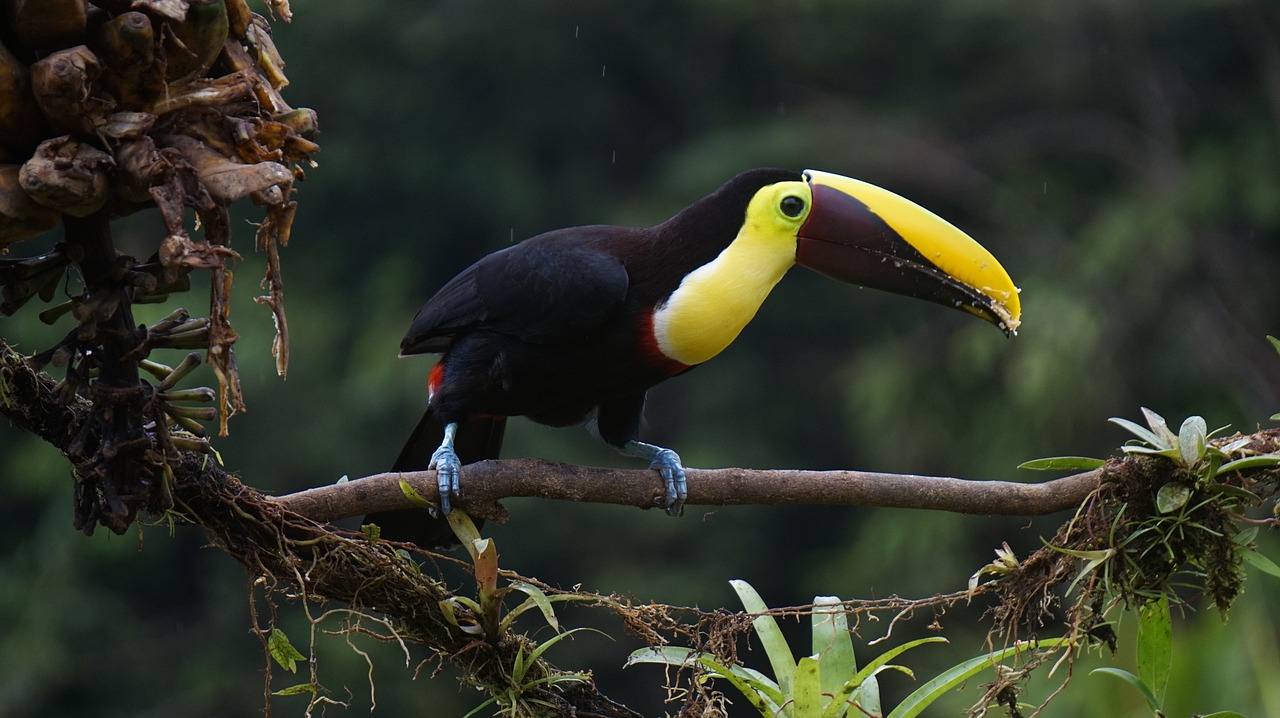 Image - toucan chestnut bird costa rica