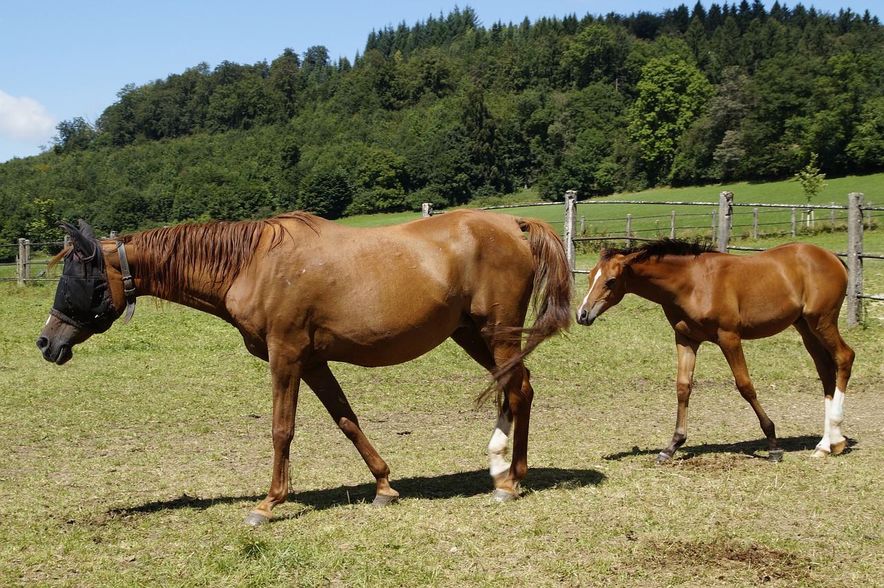 Image - mare mother with child