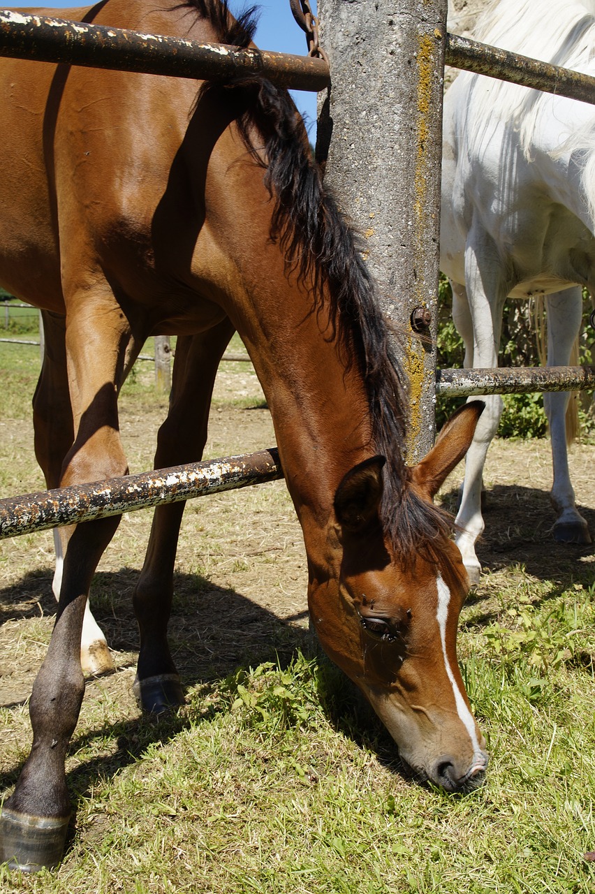 Image - foal arab foal coupling pasture