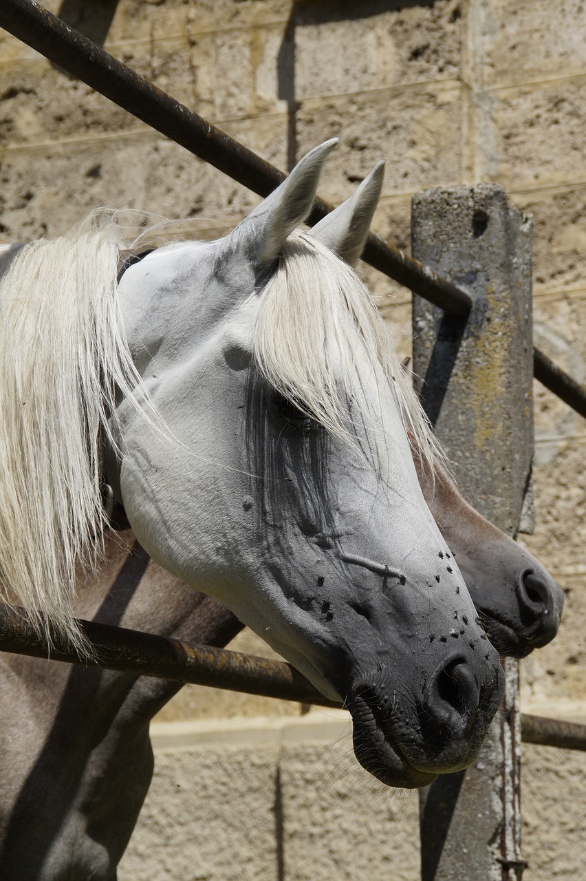 Image - horse head mare mold horse