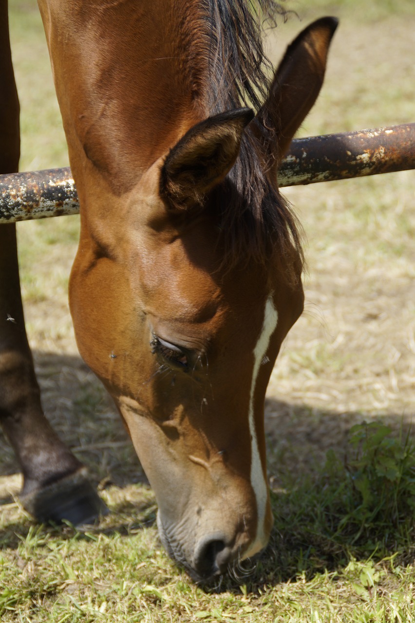 Image - horse head horse pferdeportrait