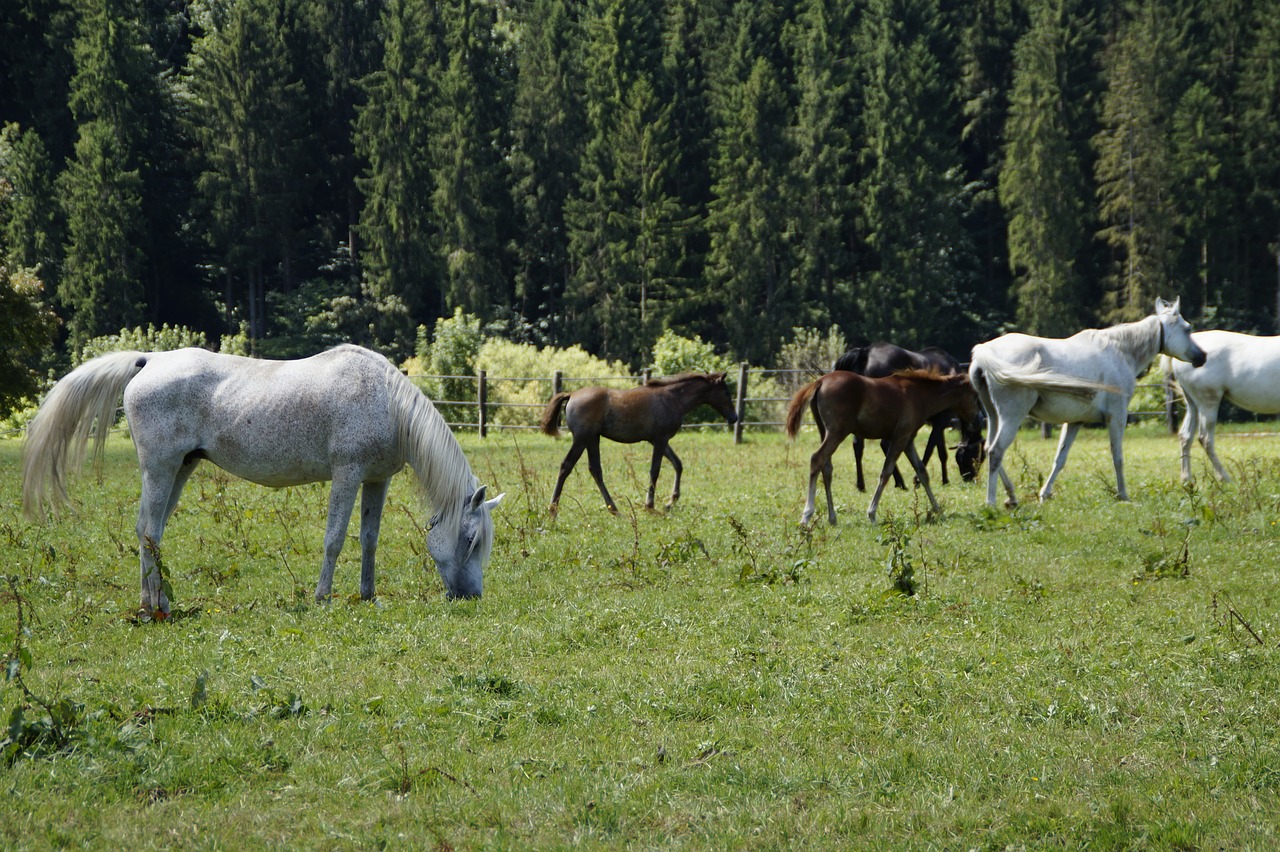 Image - mares foal arabs breeding mold