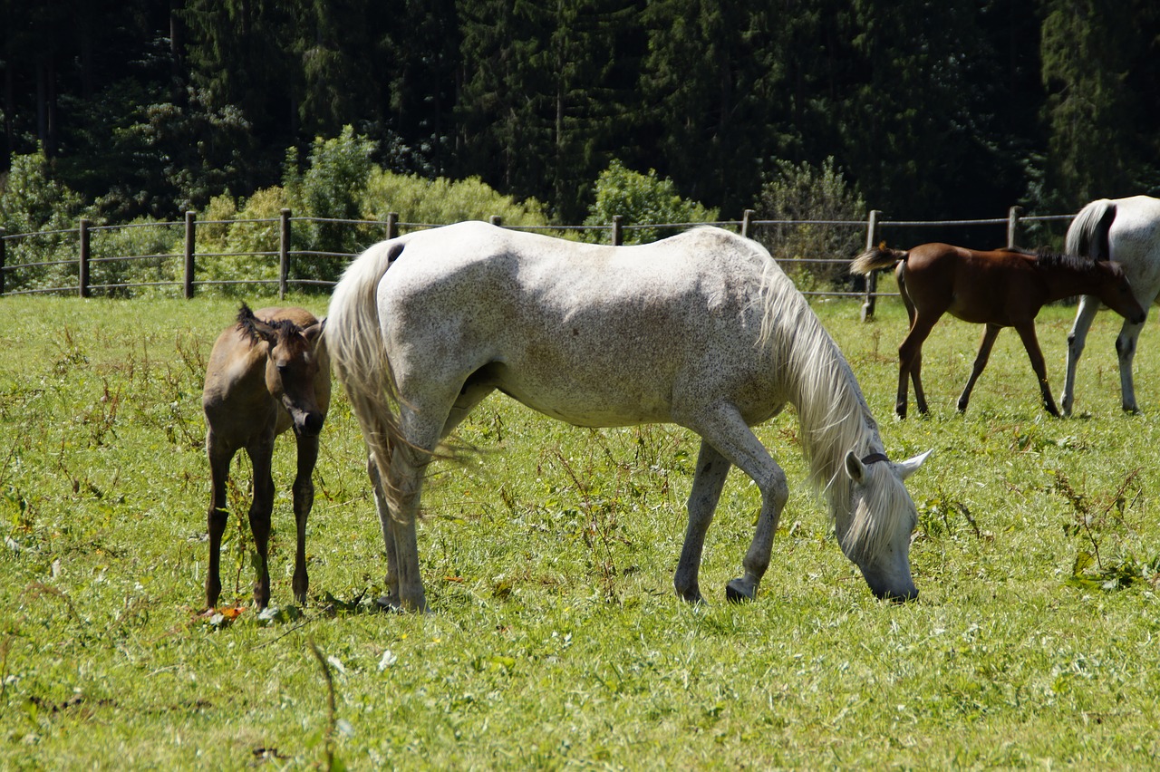 Image - mares foal arabs breeding mold