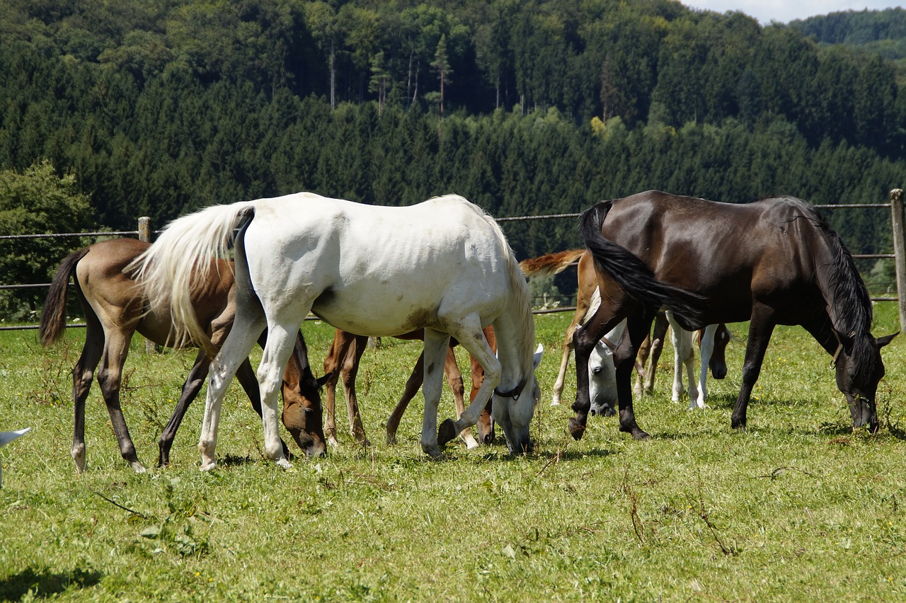 Image - mares foal arabs breeding mold